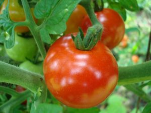 Tomato plant 